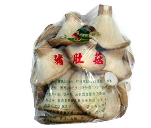 豬肚菇