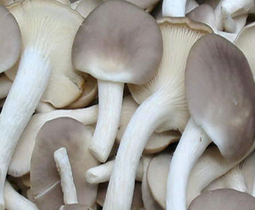 秀珍菇